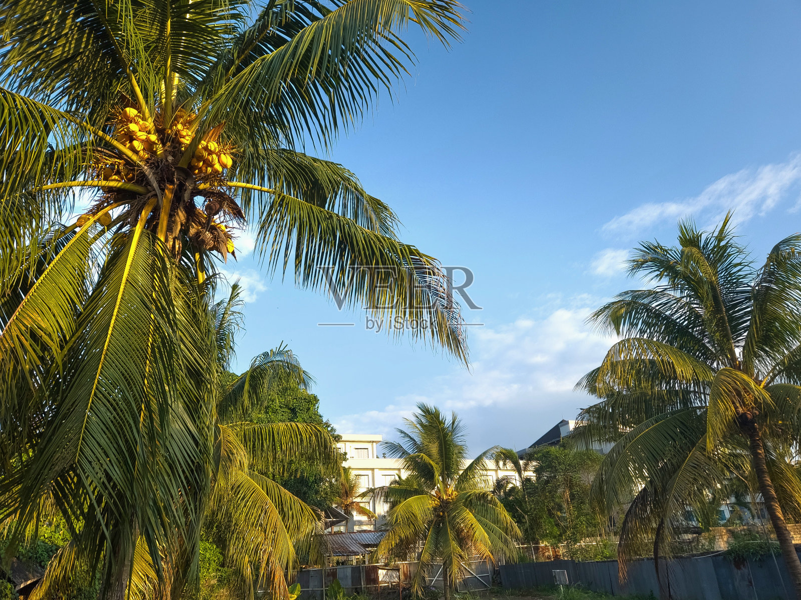 黄椰树照片摄影图片