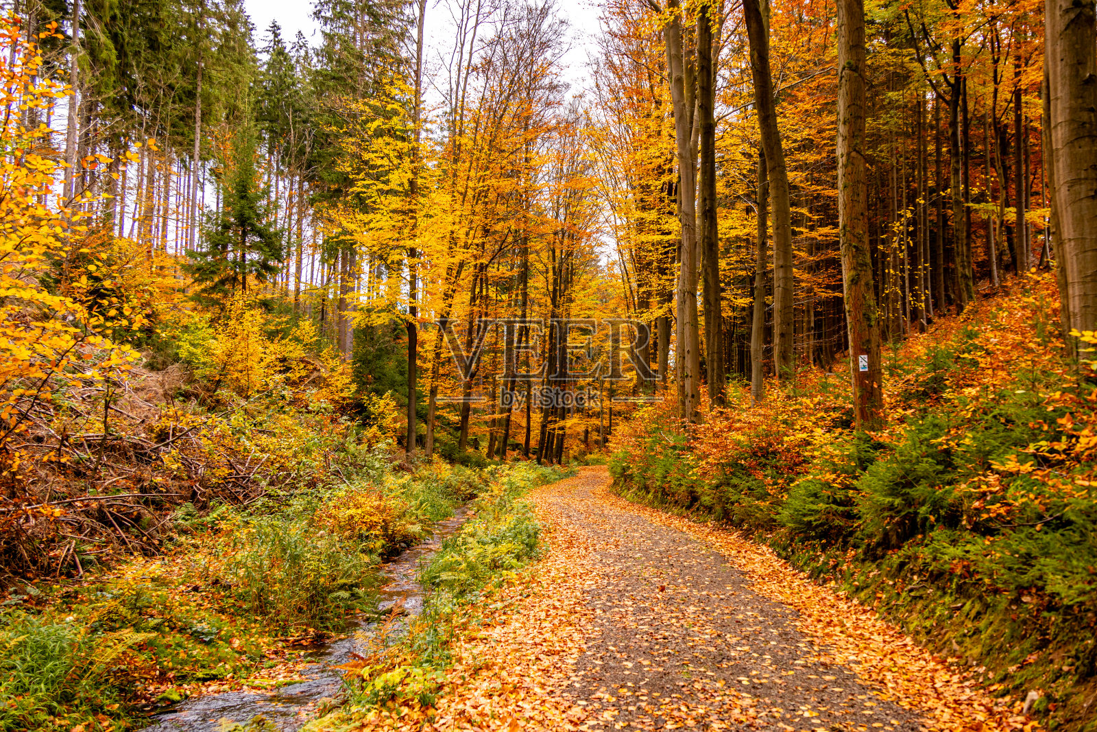 秋天徒步穿过塔姆巴赫-迪埃塔兹附近的Spittergrund到瀑布-图林根森林照片摄影图片