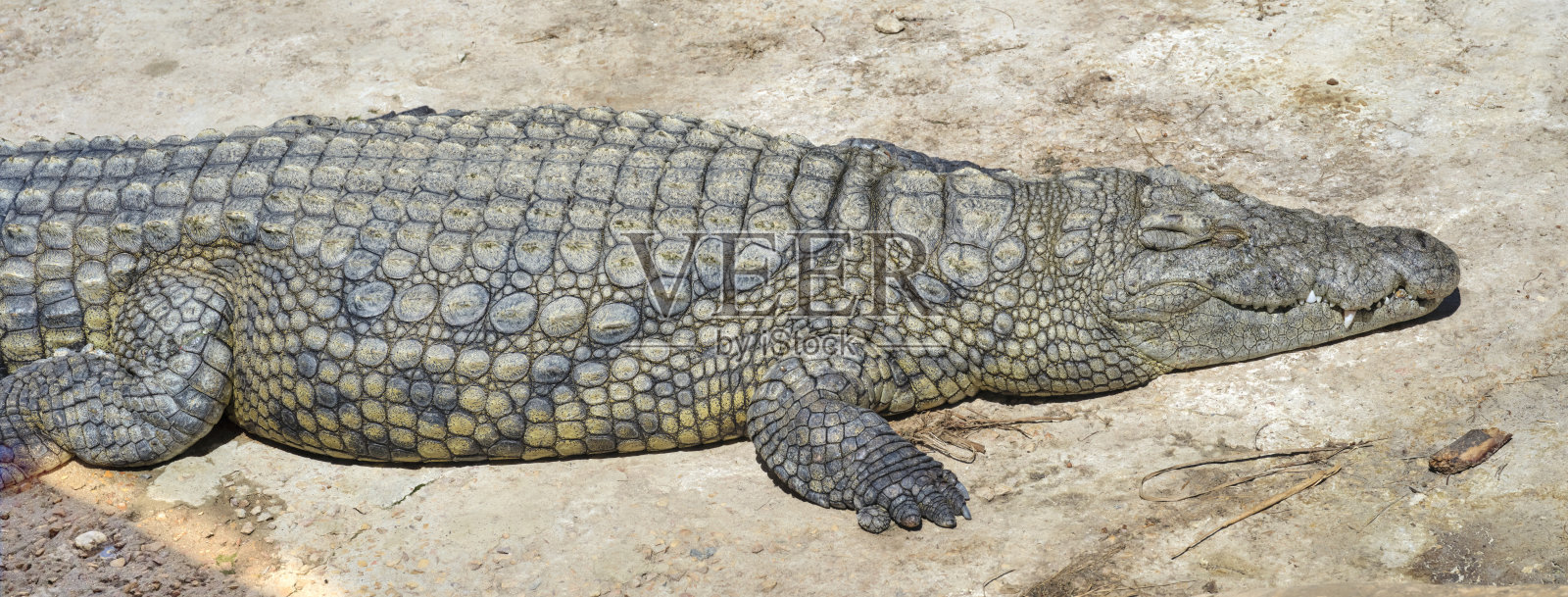 鳄鱼在晒太阳照片摄影图片