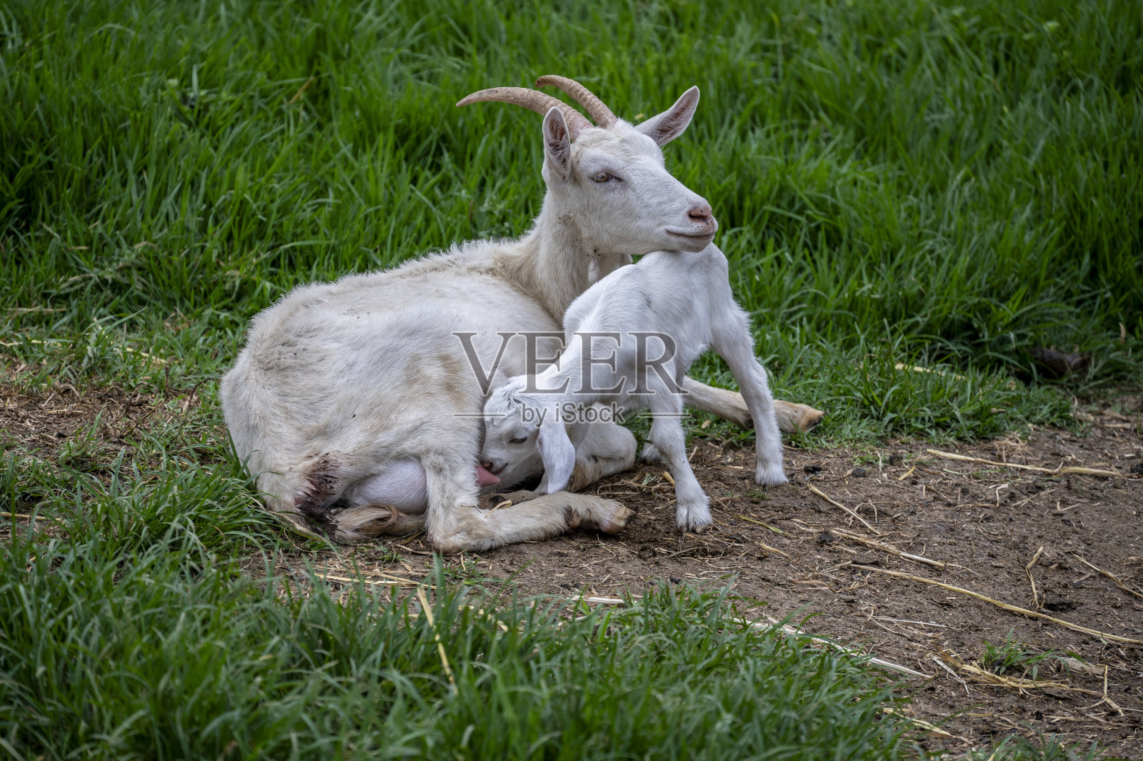 山羊妈妈正在喂小羊。照片摄影图片