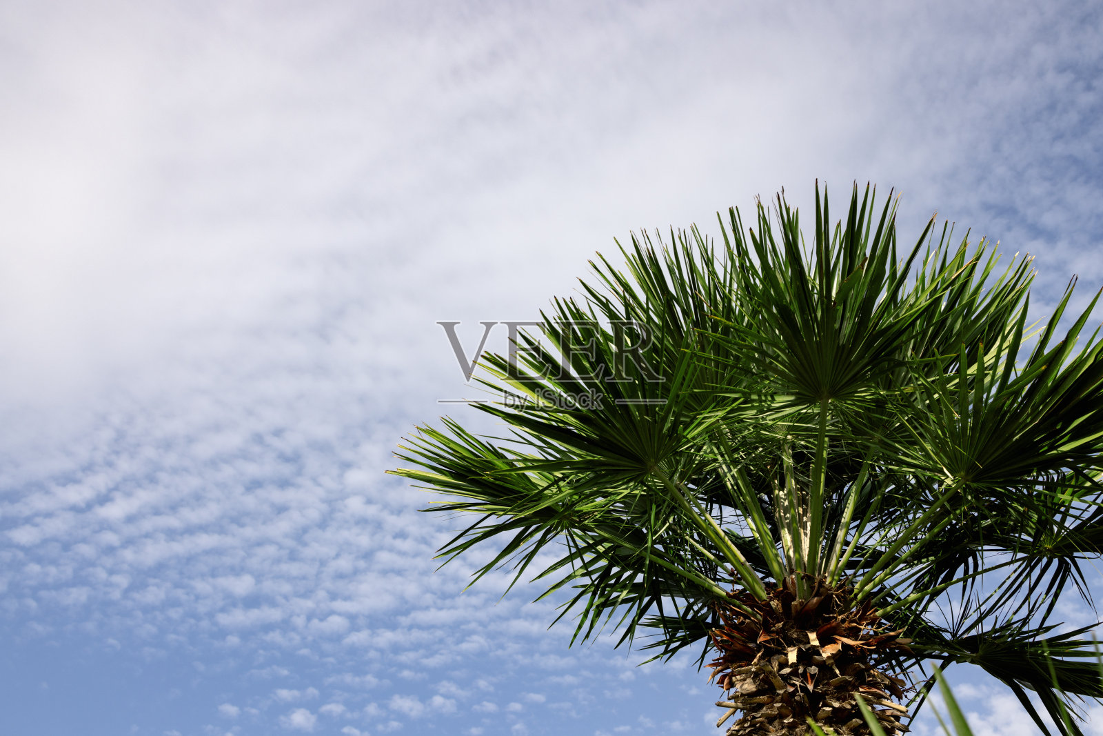 绿色高大的棕榈树映衬着天空照片摄影图片