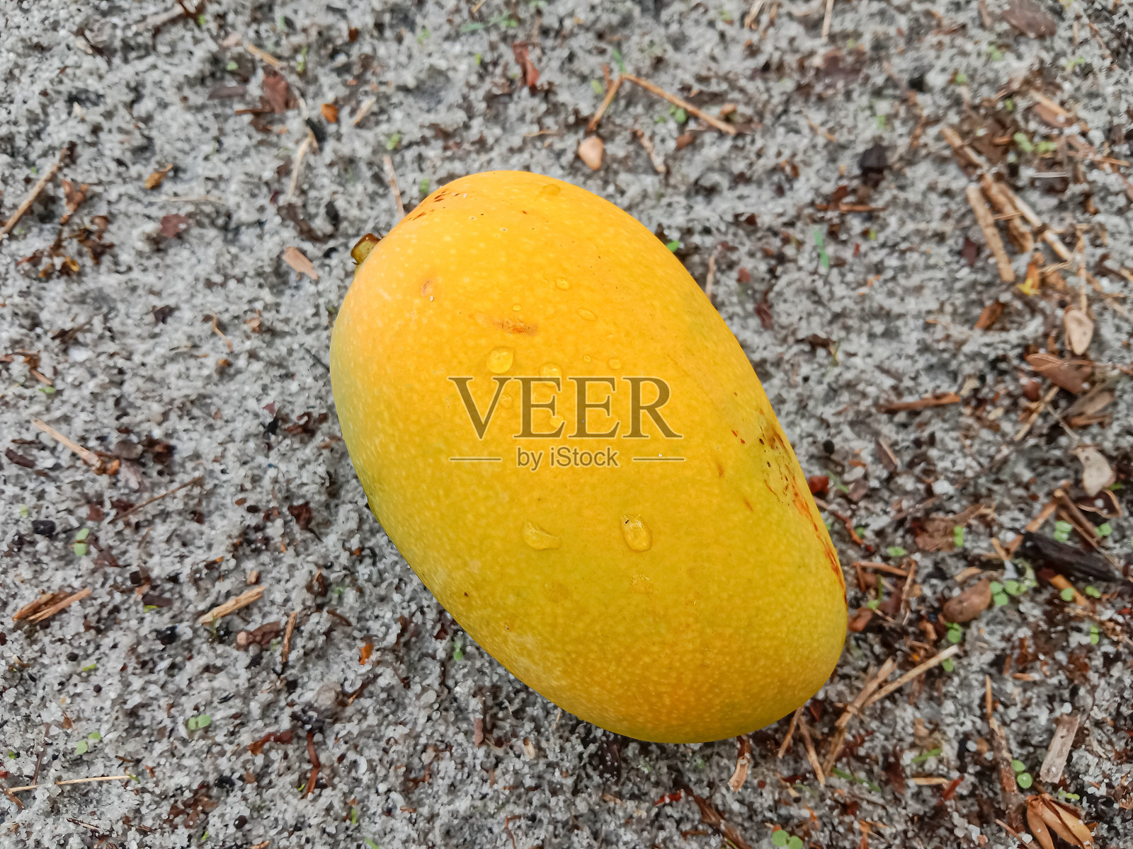 成熟的芒果果实。从树上掉下来的芒果。芒果在地上。平躺，近距离。照片摄影图片