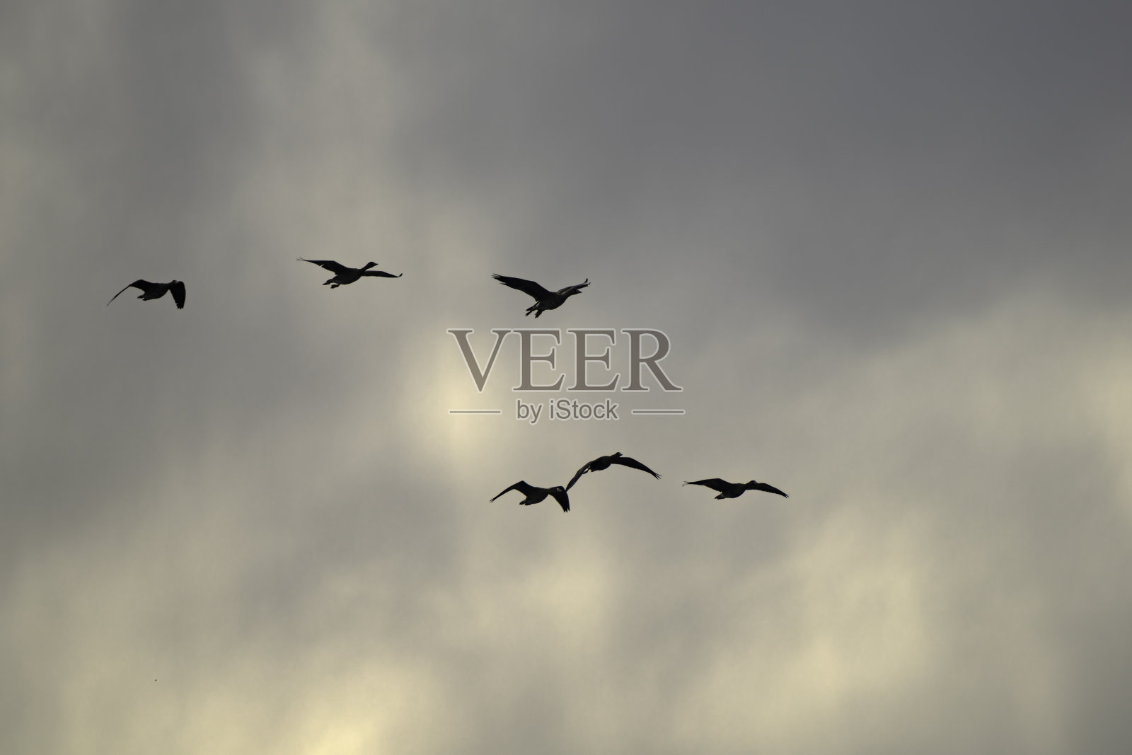 大雁在天空中成群飞翔照片摄影图片