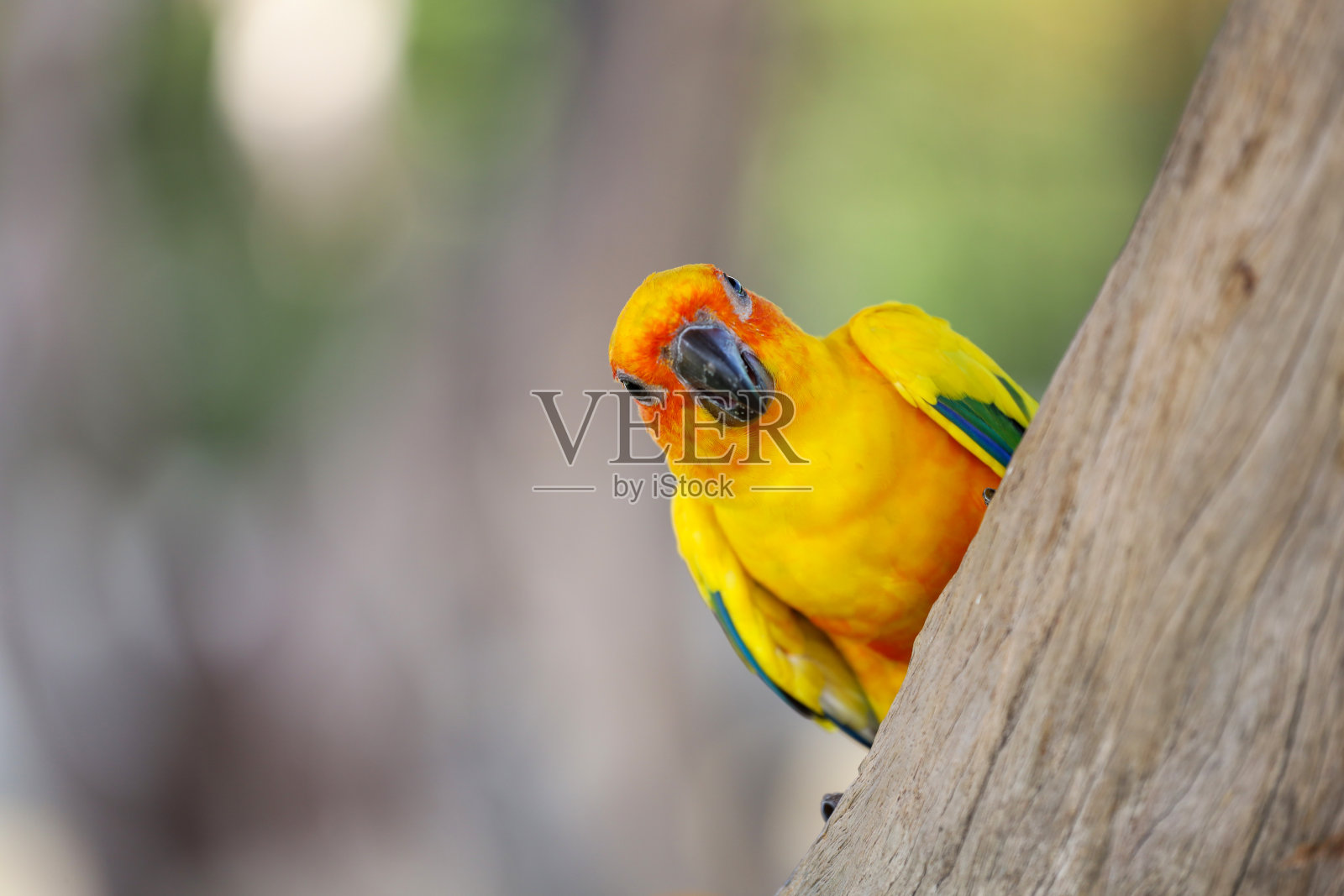 小鹦鹉鸟在树枝上照片摄影图片