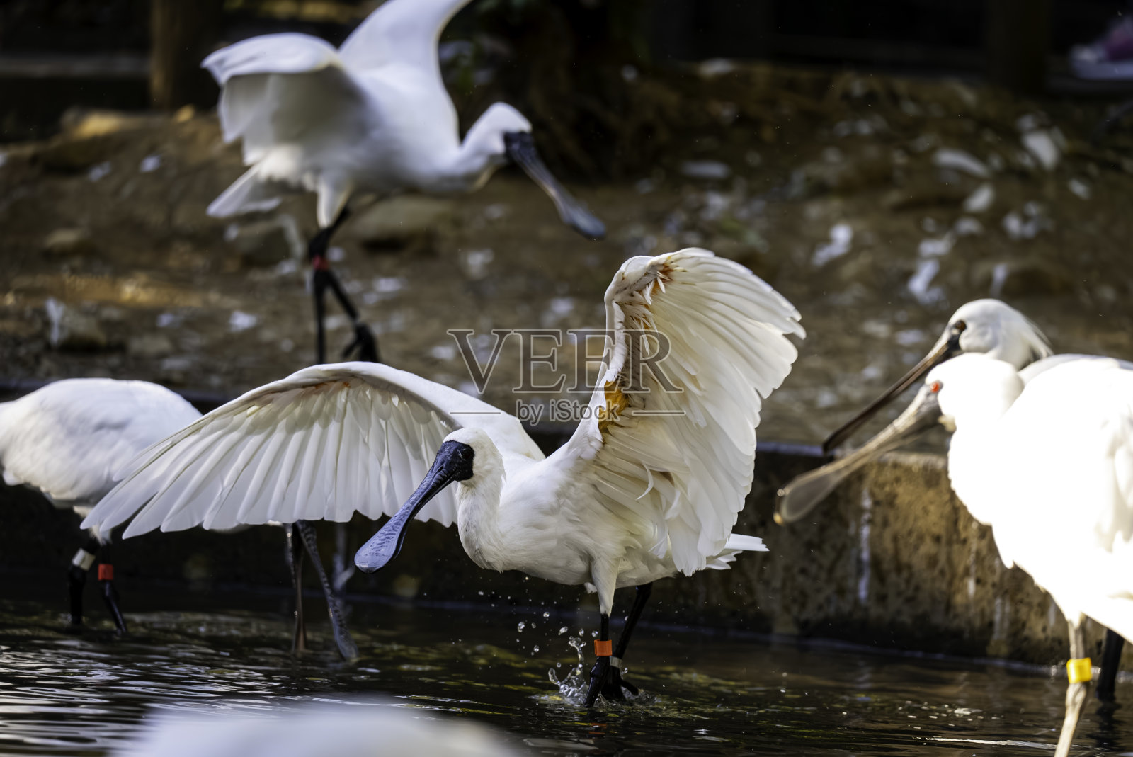 琵鹭照片摄影图片