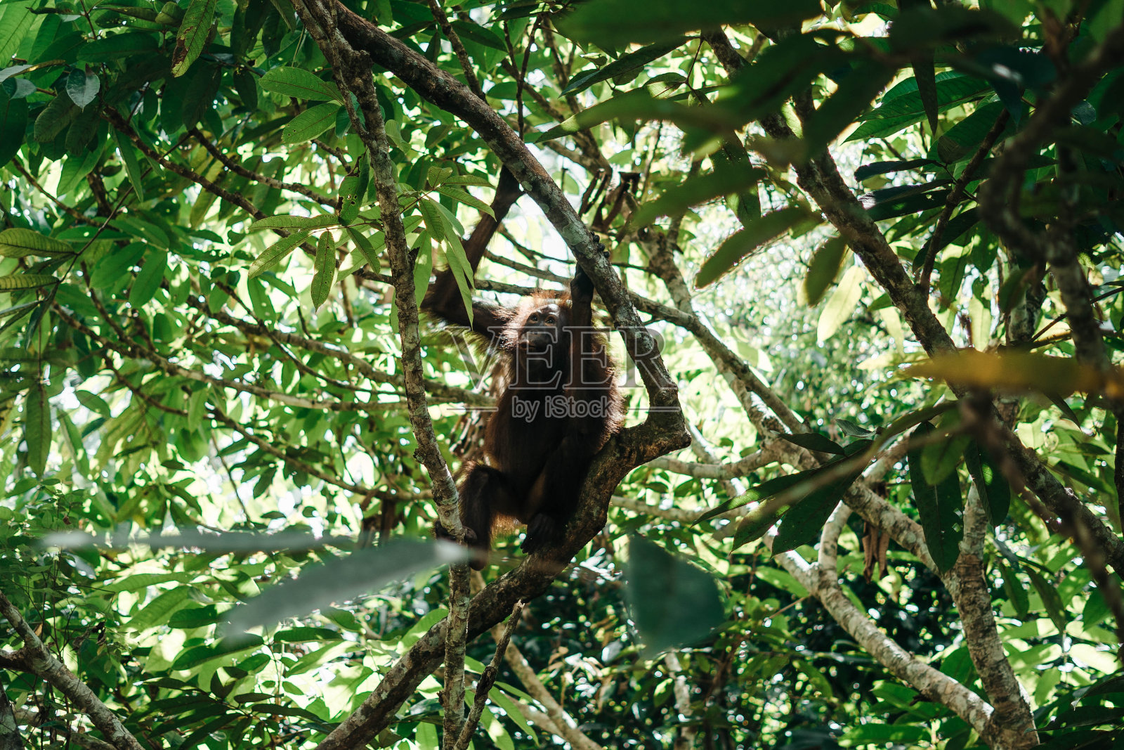 马来西亚婆罗洲，一只小猩猩坐在热带雨林的树上照片摄影图片