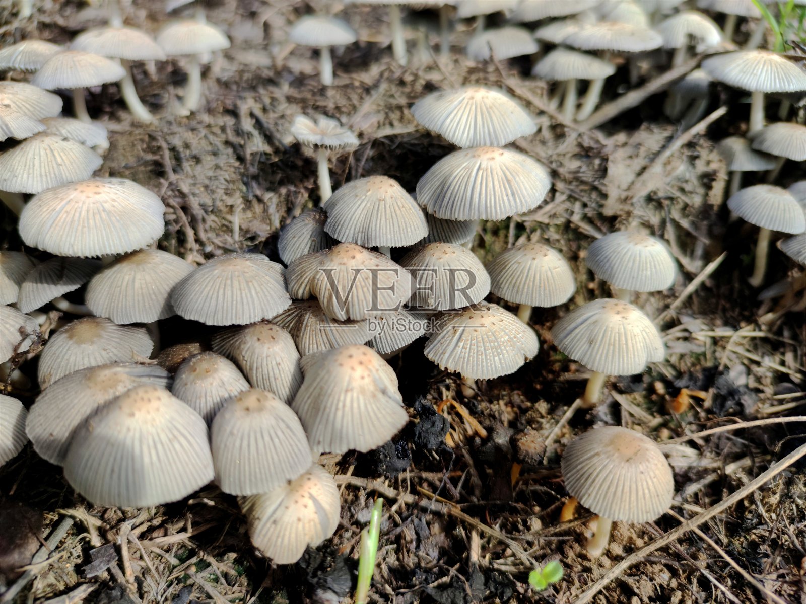 毒蕈生长在非常潮湿的土壤中照片摄影图片