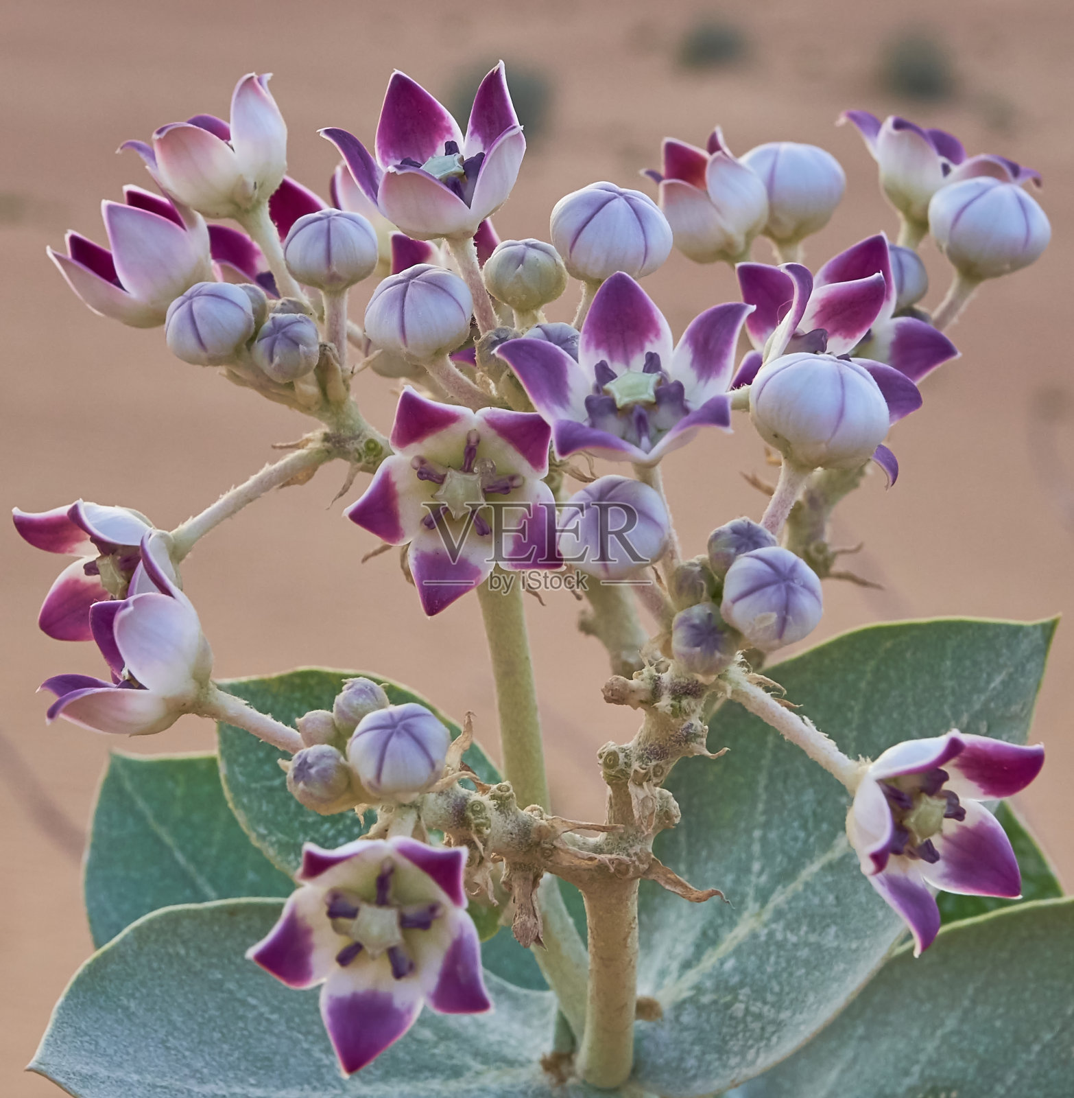 马利筋花生长照片摄影图片