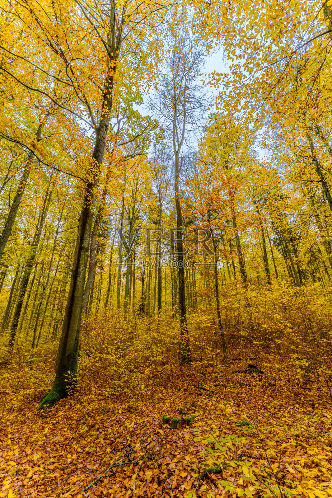 秋天的森林，夕阳透过树叶和树枝。自然，林业，树木，栖息地，环境和可持续性概念，桌面照片摄影图片