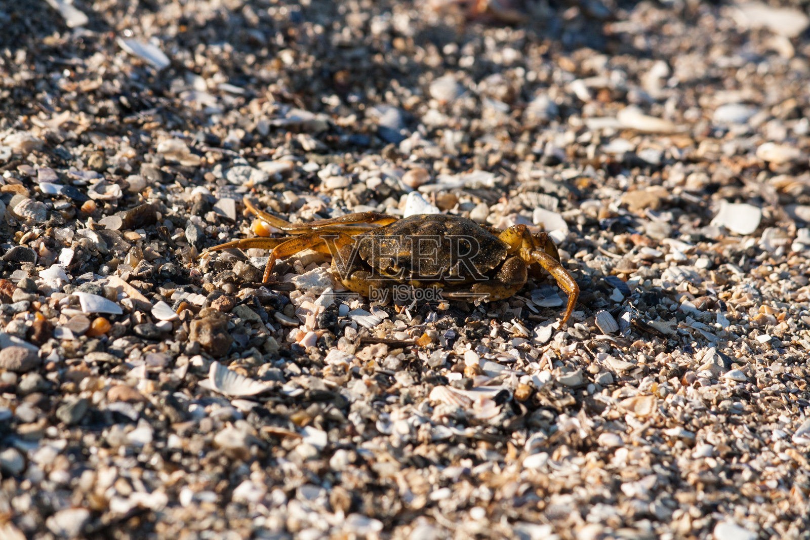 在陆地上行走的北海蟹照片摄影图片