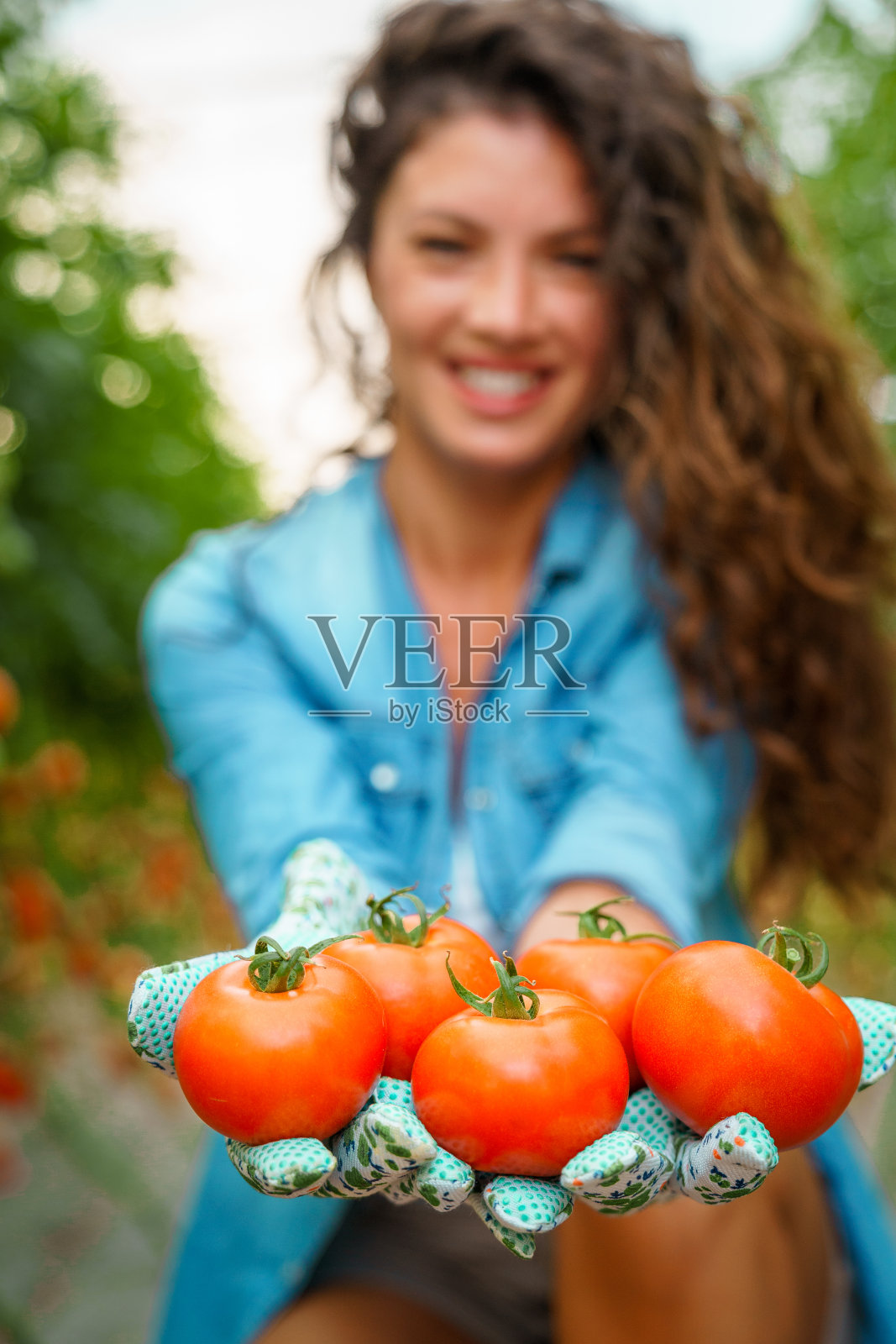 女农民展示她的优质番茄产量。重点放在手上照片摄影图片
