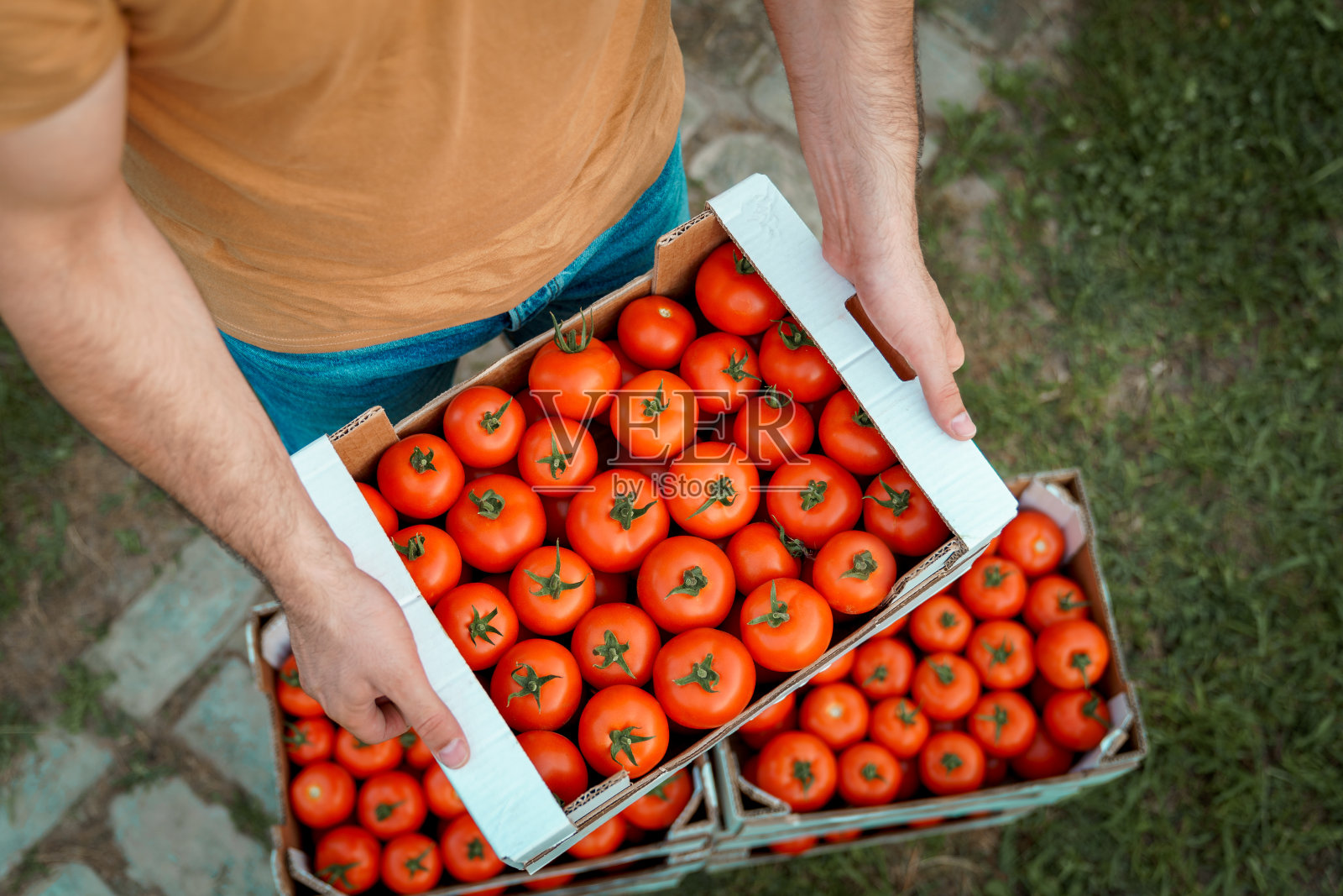 无法辨认的男性农民拿着刚摘的有机红番茄，装在纸箱里照片摄影图片