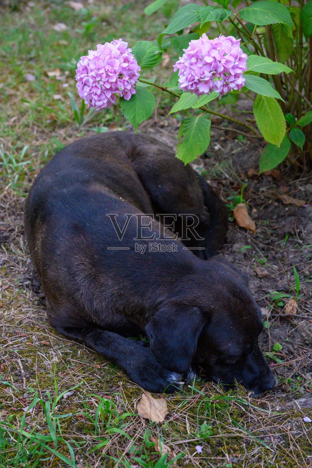 紫色花朵背景上熟睡的狗。照片摄影图片
