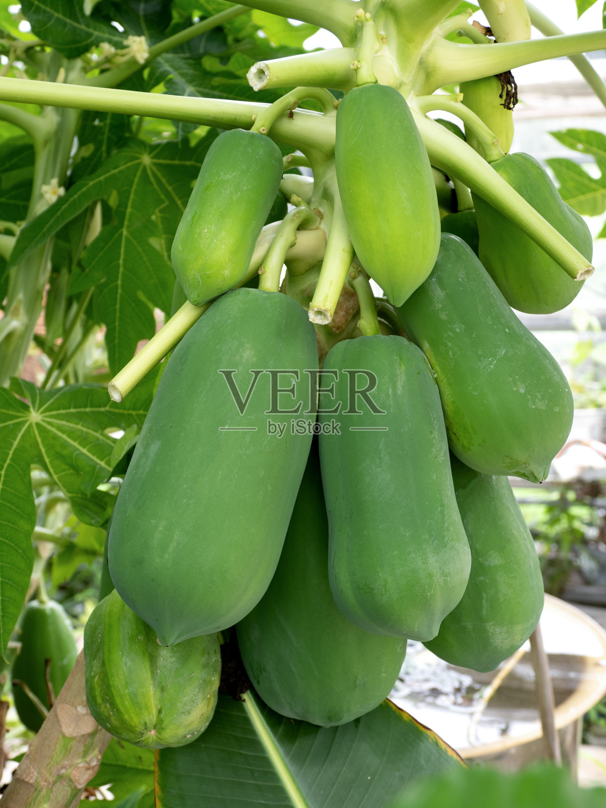 有很多果实的木瓜树照片摄影图片