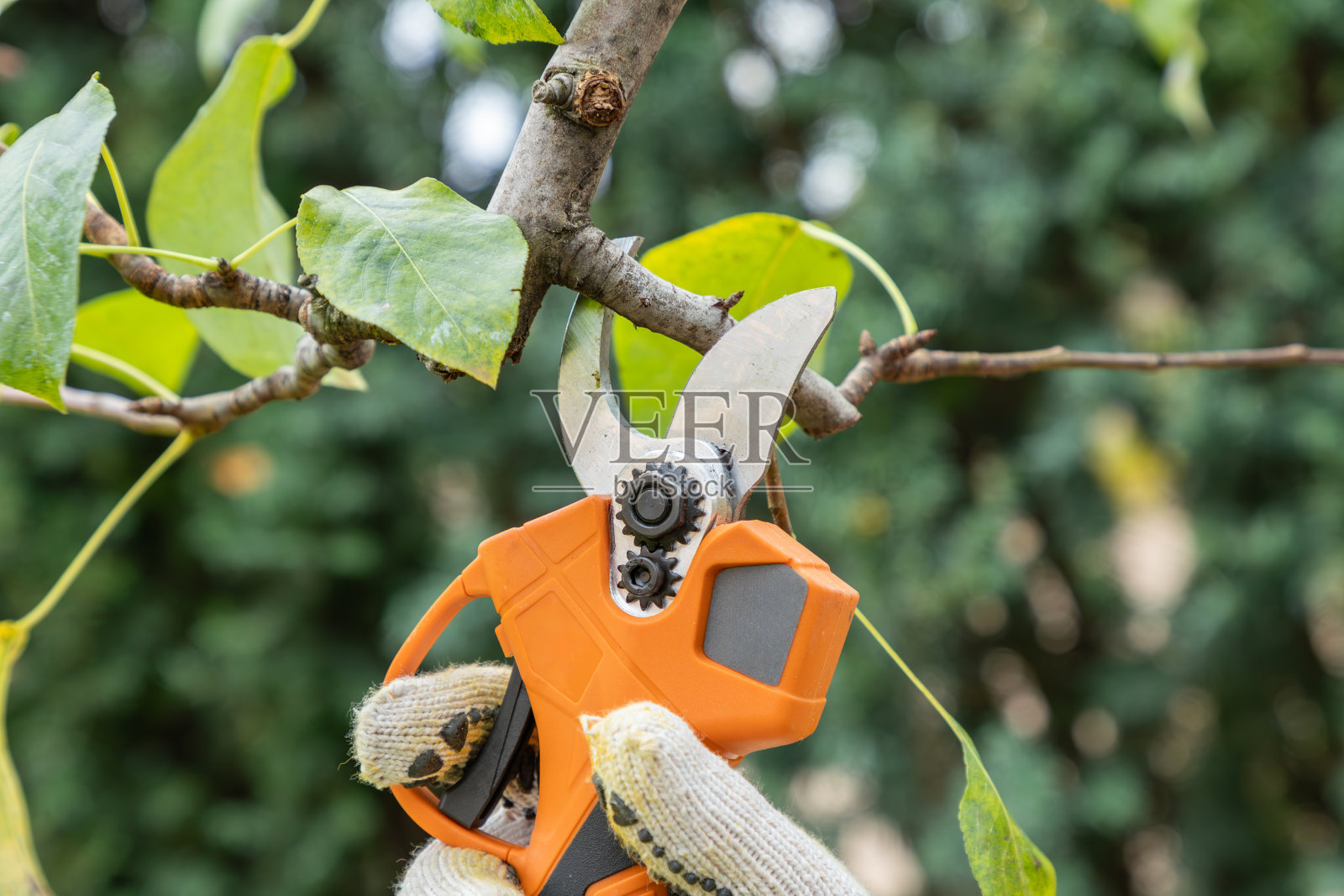 用电动园艺修剪机修剪果树树枝。电动修剪工具。秋天，农民们在花园里用电动剪枝机或剪枝机修剪树枝。秋天砍树。照片摄影图片