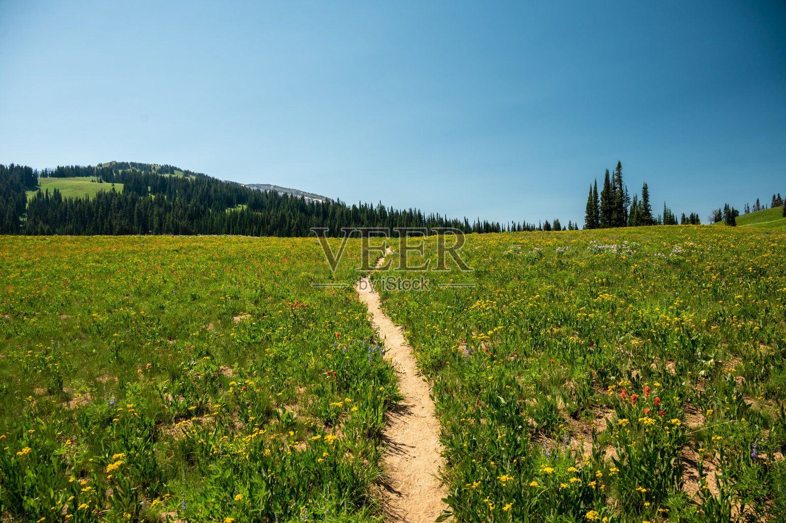 沿着提顿屋脊小道的草地和野花照片摄影图片