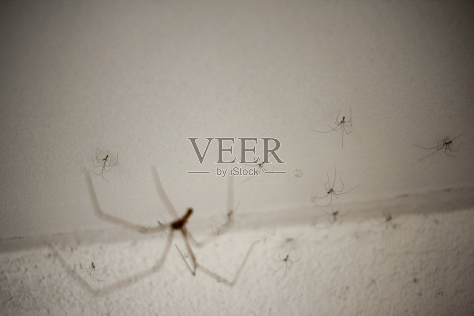 天花板上的蜘蛛照片摄影图片