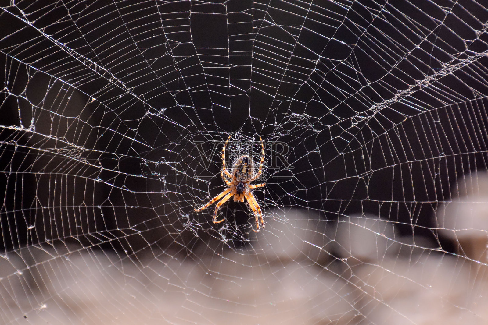 蜘蛛和他的网照片摄影图片
