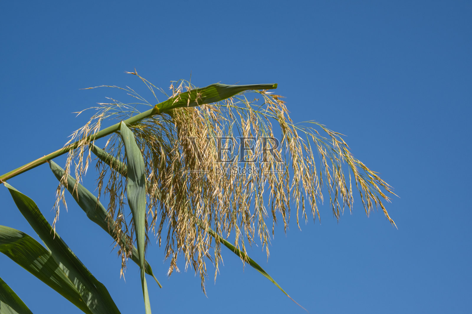 芦苇的流苏和叶子。蓝天背景。照片摄影图片