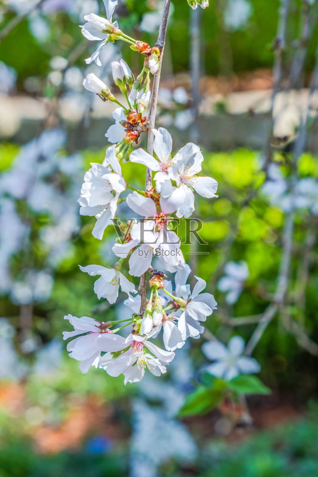 鲜艳多彩的春花盛开照片摄影图片