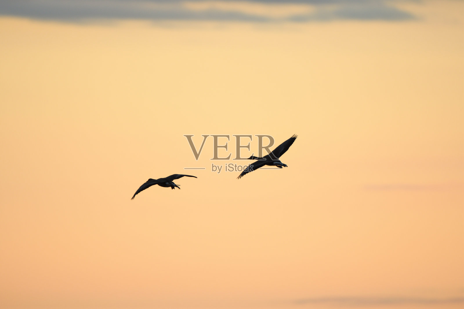 在北海道的德胜地区，一群更大的白额鹅在夜空中飞翔。照片摄影图片