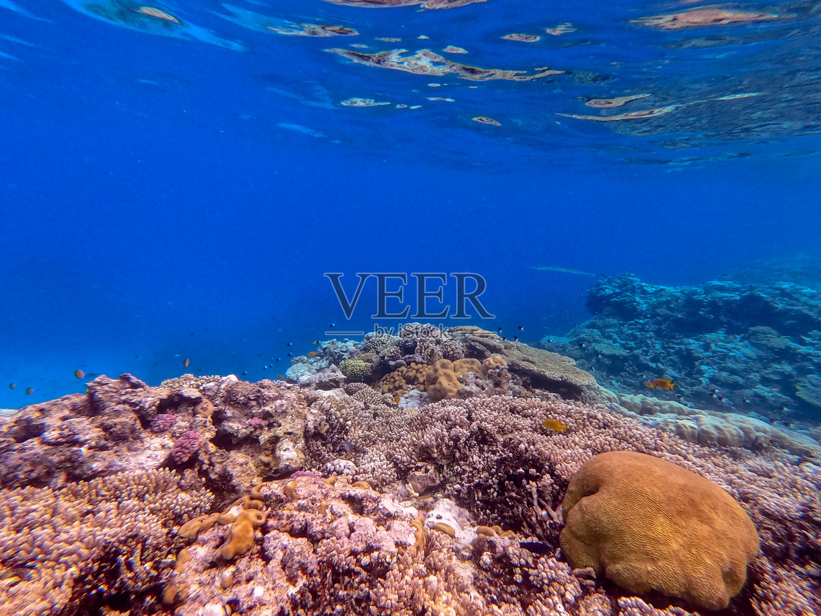 珊瑚礁的水下生物，珊瑚和热带鱼。红海的珊瑚礁，埃及照片摄影图片