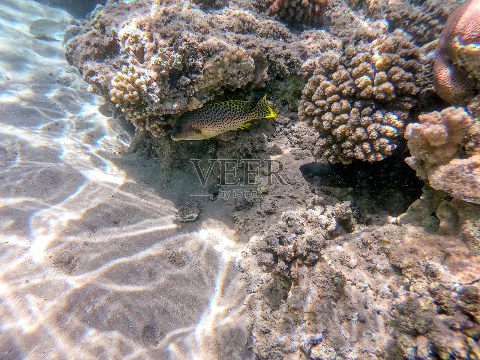 在珊瑚礁的黑斑橡皮唇鱼或斑颈龙。照片摄影图片