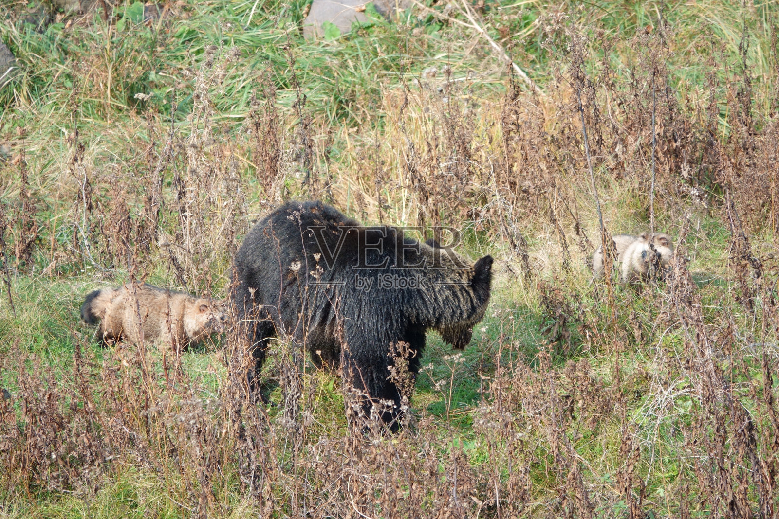 在北海道的知子半岛，一只名叫Ezo的浣熊想要吃棕熊吃剩的鲑鱼。照片摄影图片