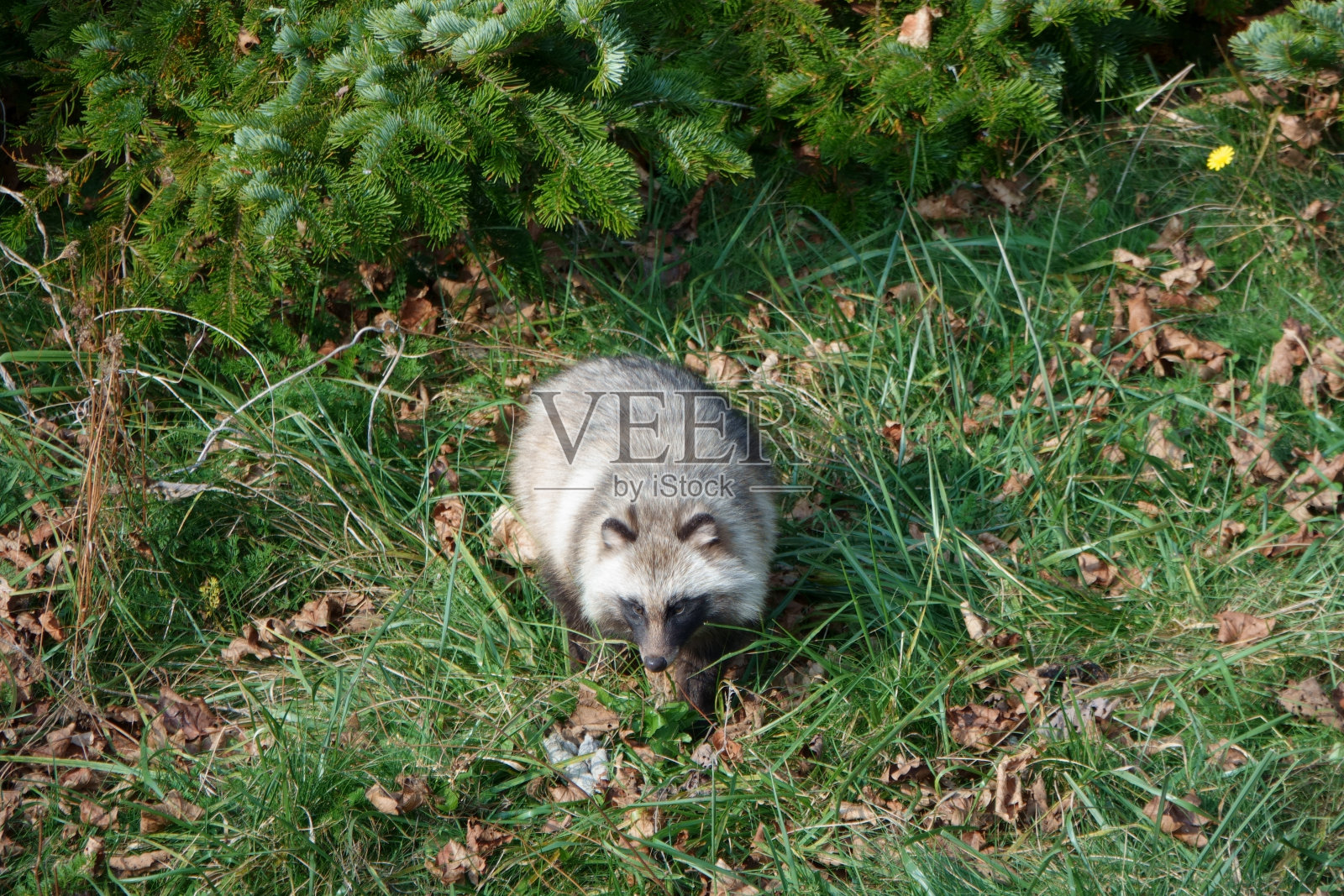 北海道知子半岛草原上的浣熊Ezo。照片摄影图片