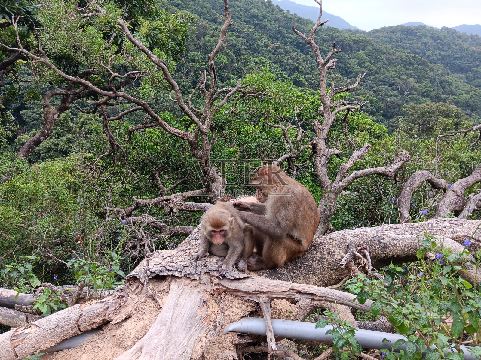 暴风雨后倒下的树上的幸福照片摄影图片