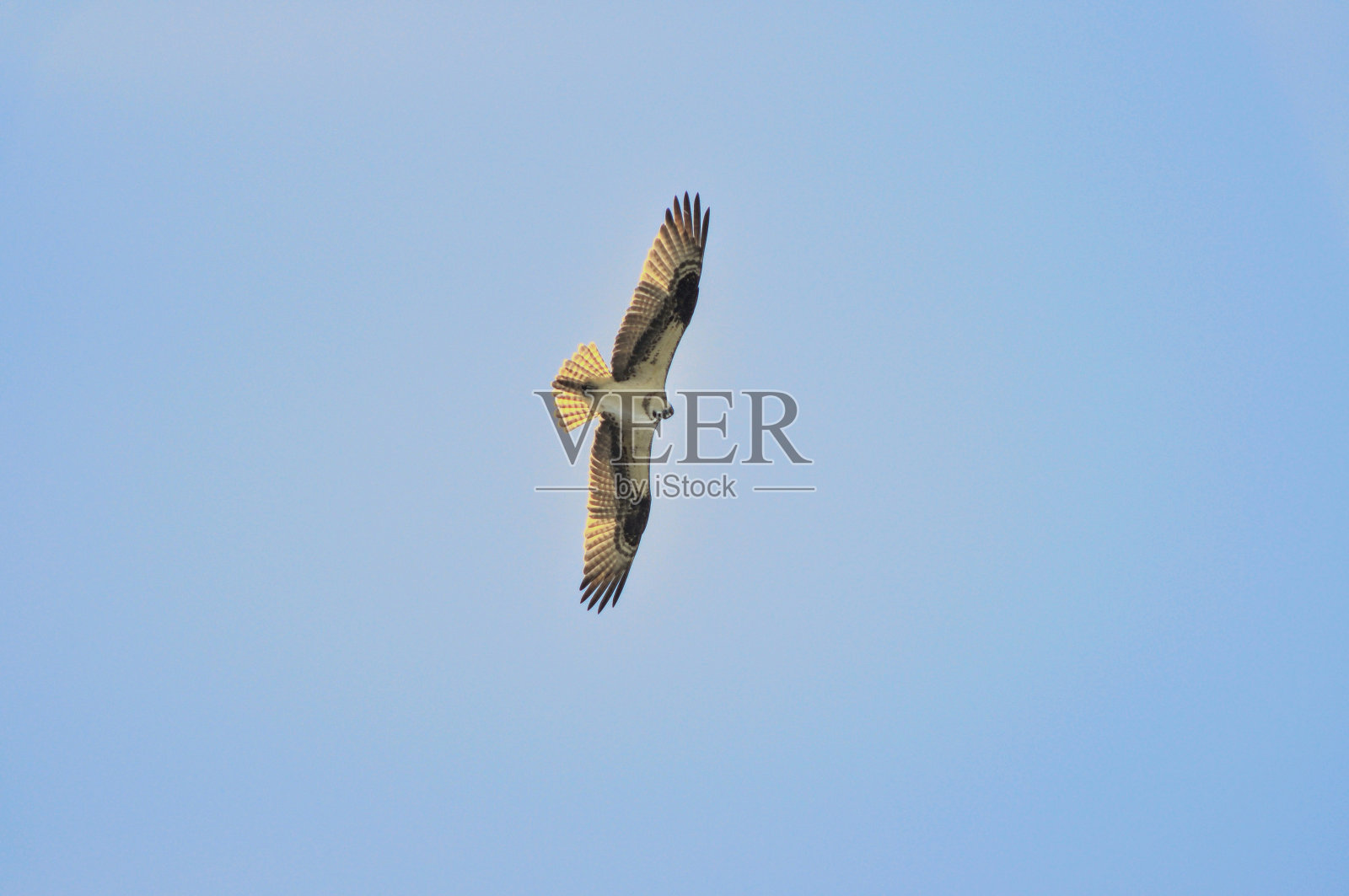 鱼鹰照片摄影图片