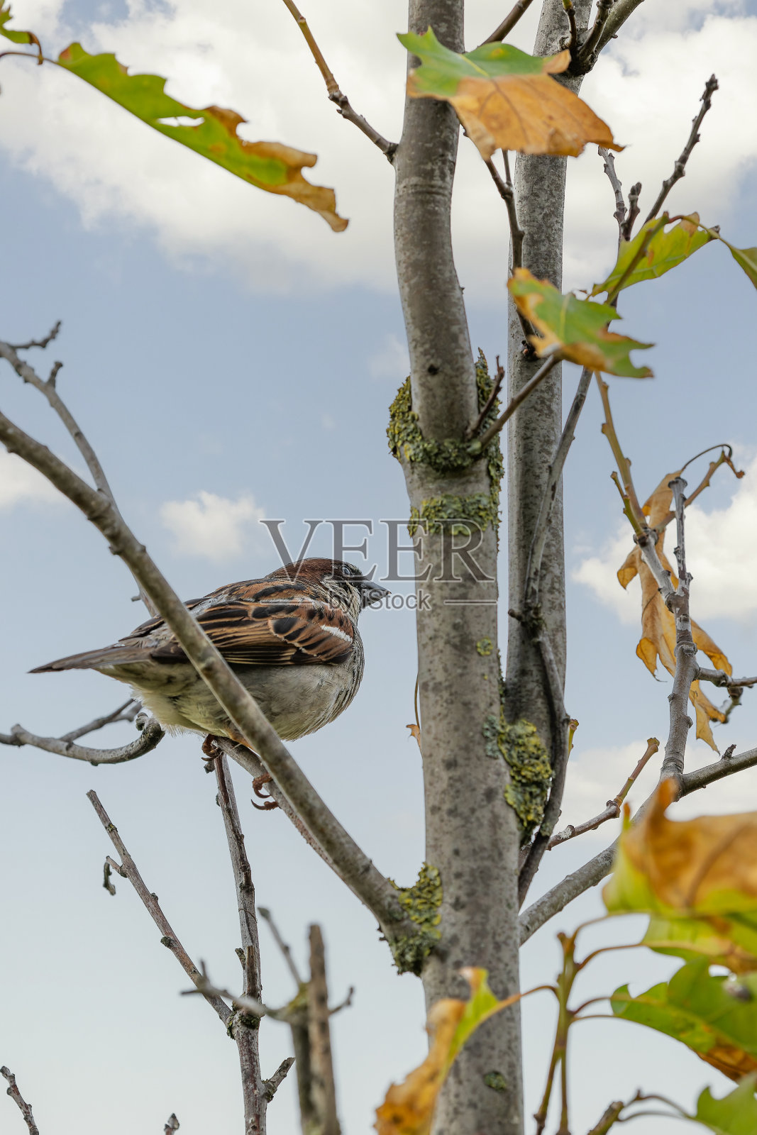 一只棕色的麻雀栖息在干燥的树枝上，背景是模糊的蓝天。照片摄影图片