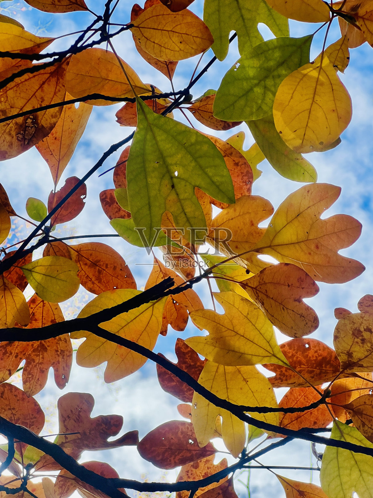 黄樟树叶照片摄影图片