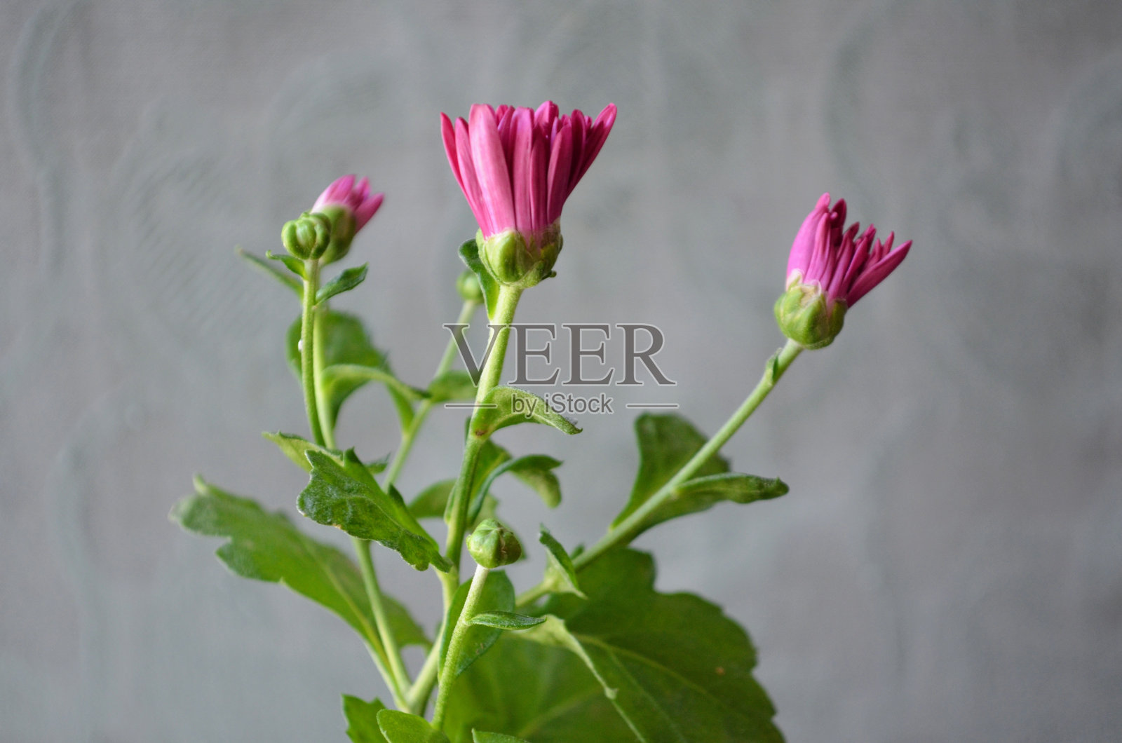 阳台花园盆栽上的粉红色菊花。自然清新的植物学园艺植物美在大自然美丽的花朵。印度健康花古杜花。照片摄影图片