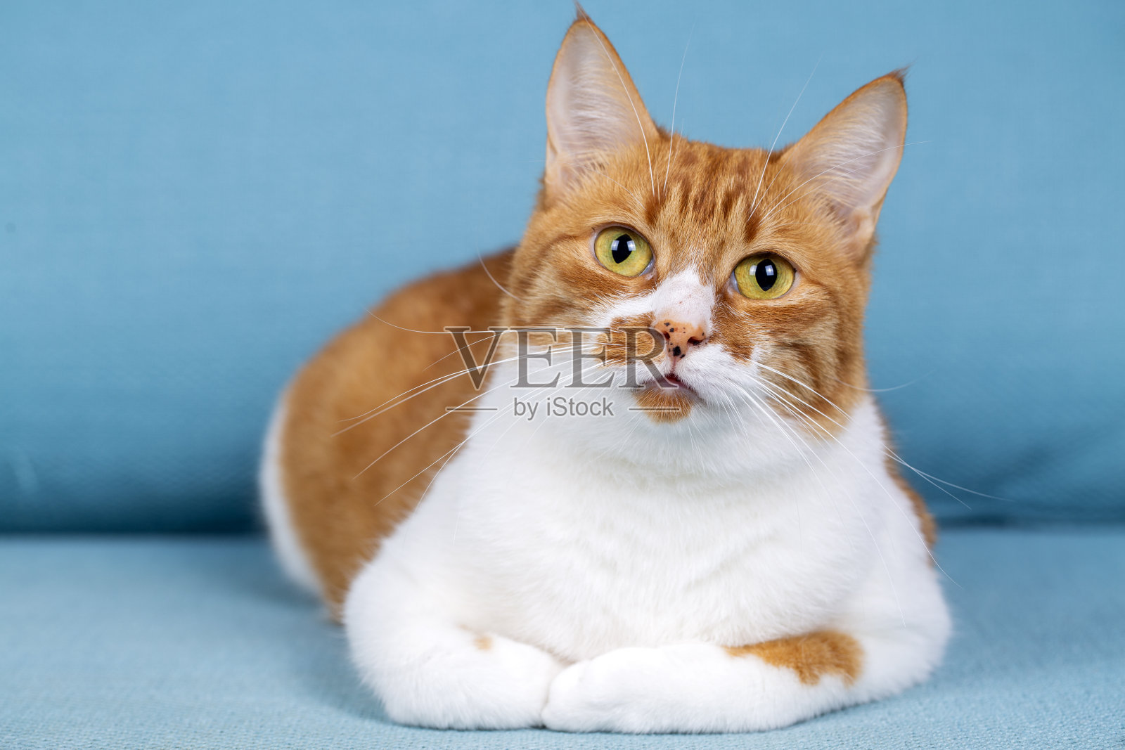 可爱的黄橙猫在蓝色的背景照片摄影图片