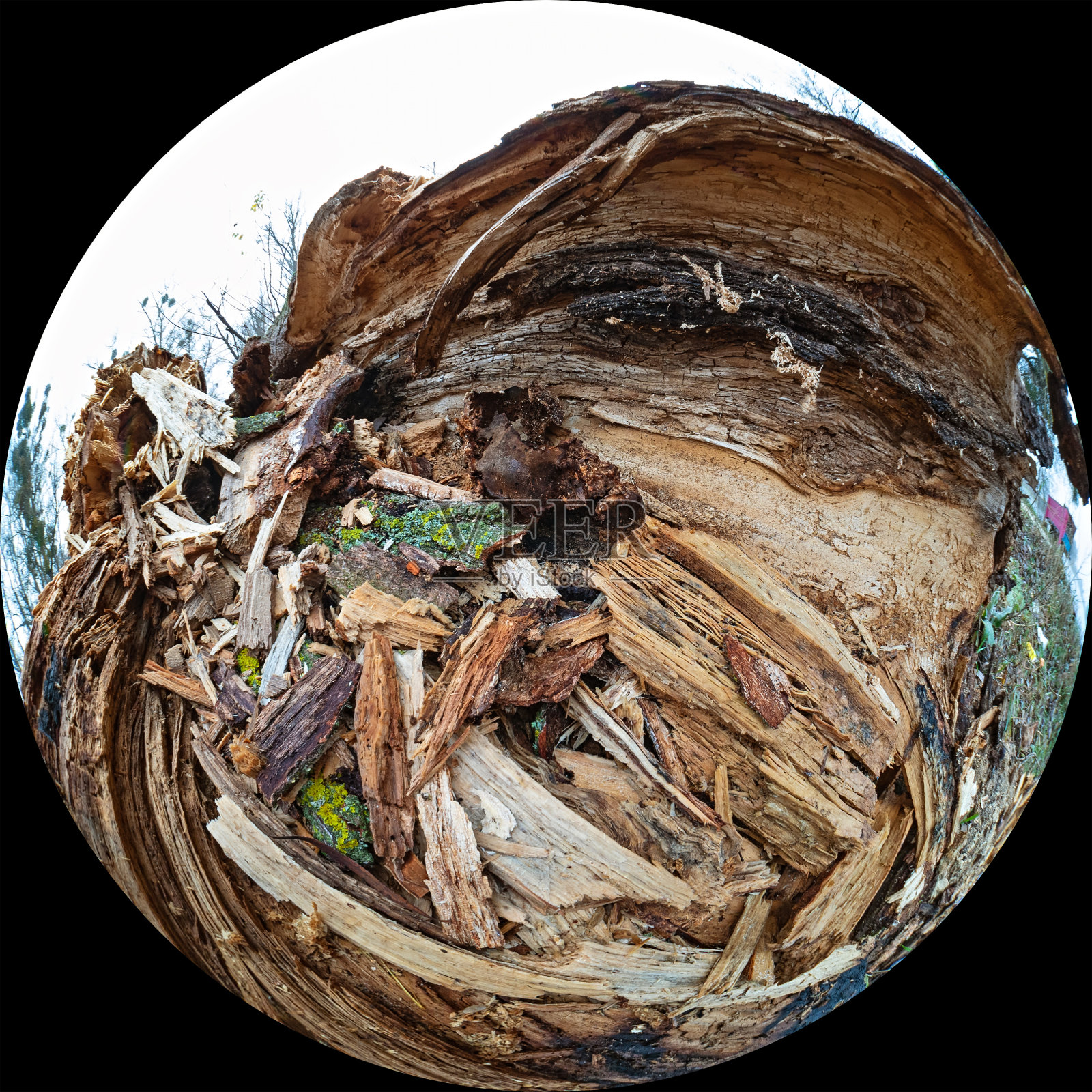 在倒下腐烂的树桩或树干内。通过广角鱼眼镜头拍摄的圆形视图照片摄影图片