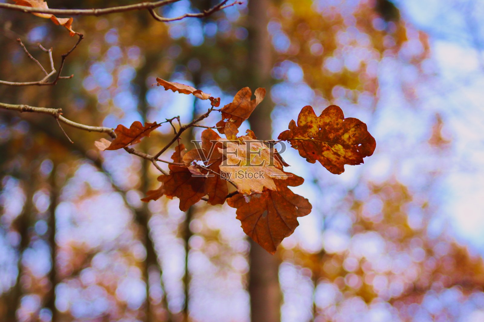 秋天的森林里，五颜六色的树叶，一走照片摄影图片