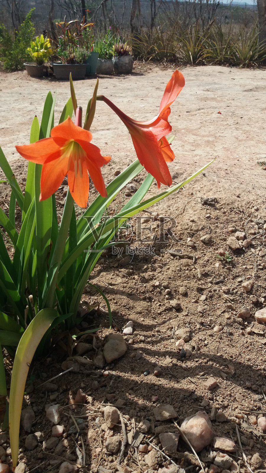 花照片摄影图片
