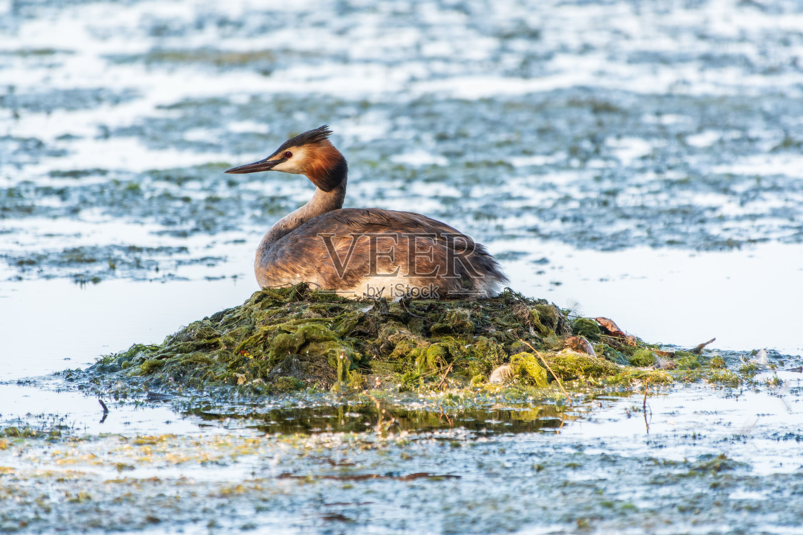 凤头Grebe, Podiceps cristatus，水鸟坐在巢上，筑巢时间在翠绿的湖面上照片摄影图片