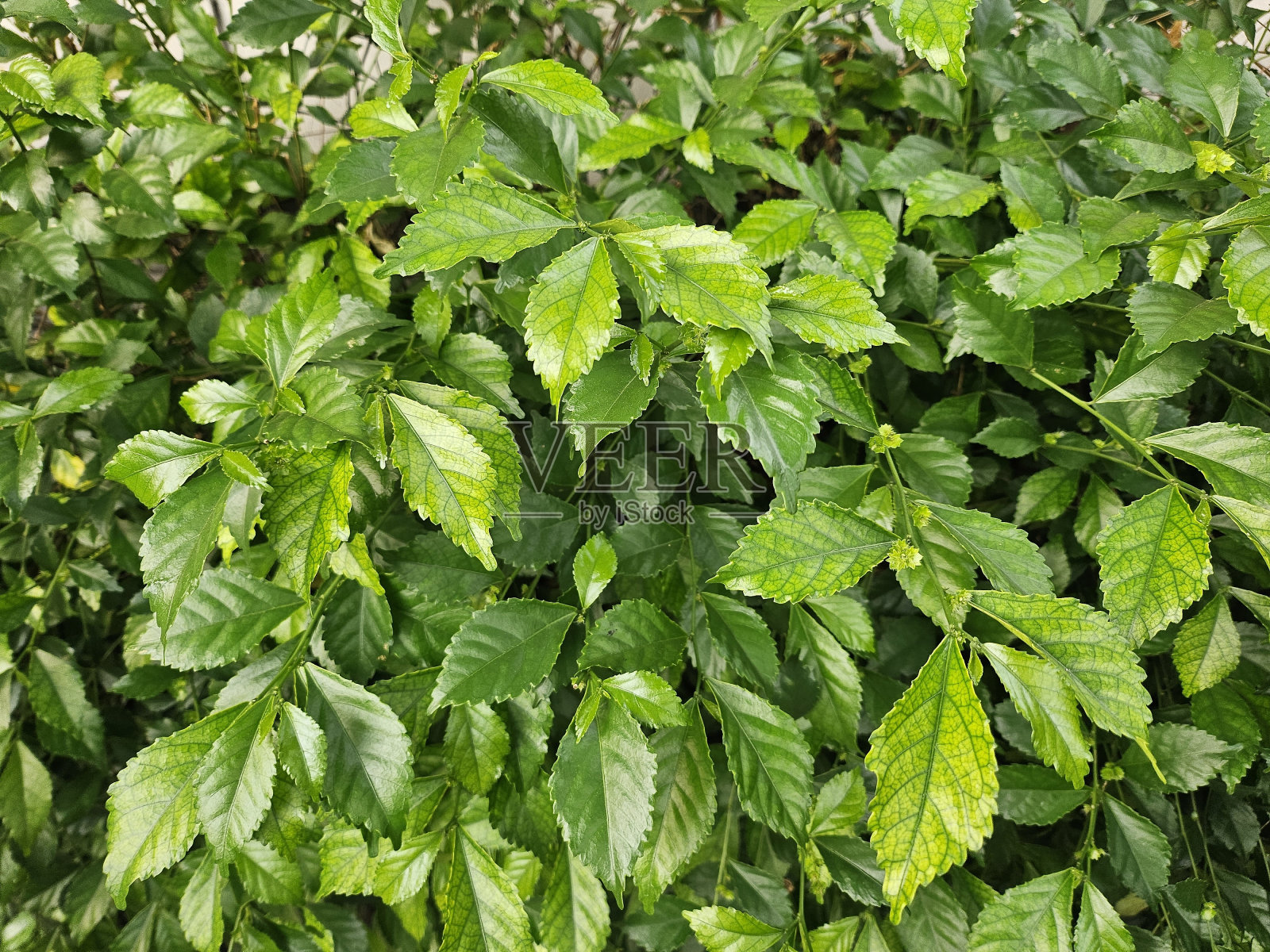 绿叶植物照片摄影图片