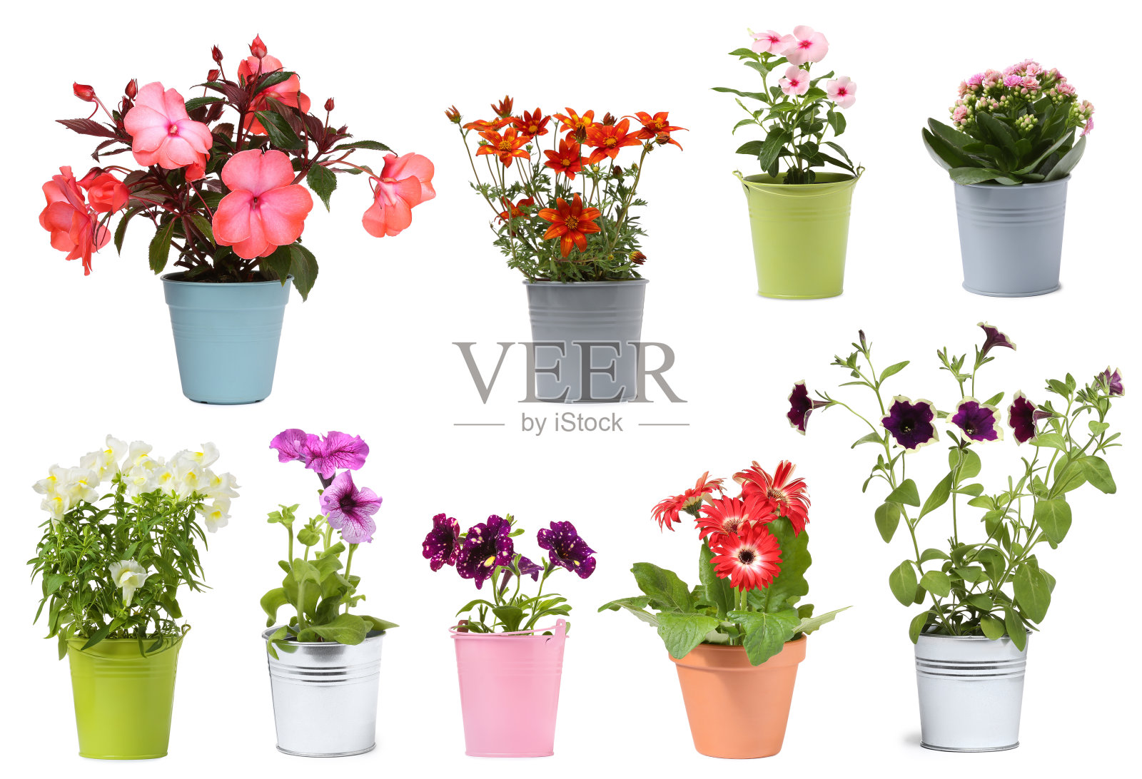 许多花盆与不同的植物隔离在白色，收集照片摄影图片