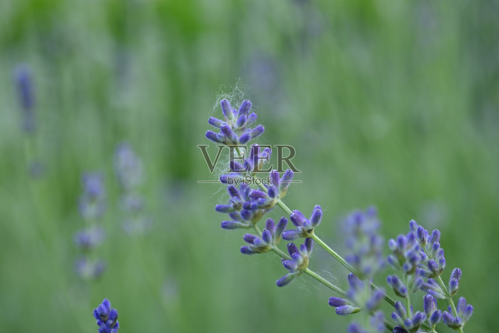 烟雾微距紫色薰衣草花在绿色背景微距照片摄影图片