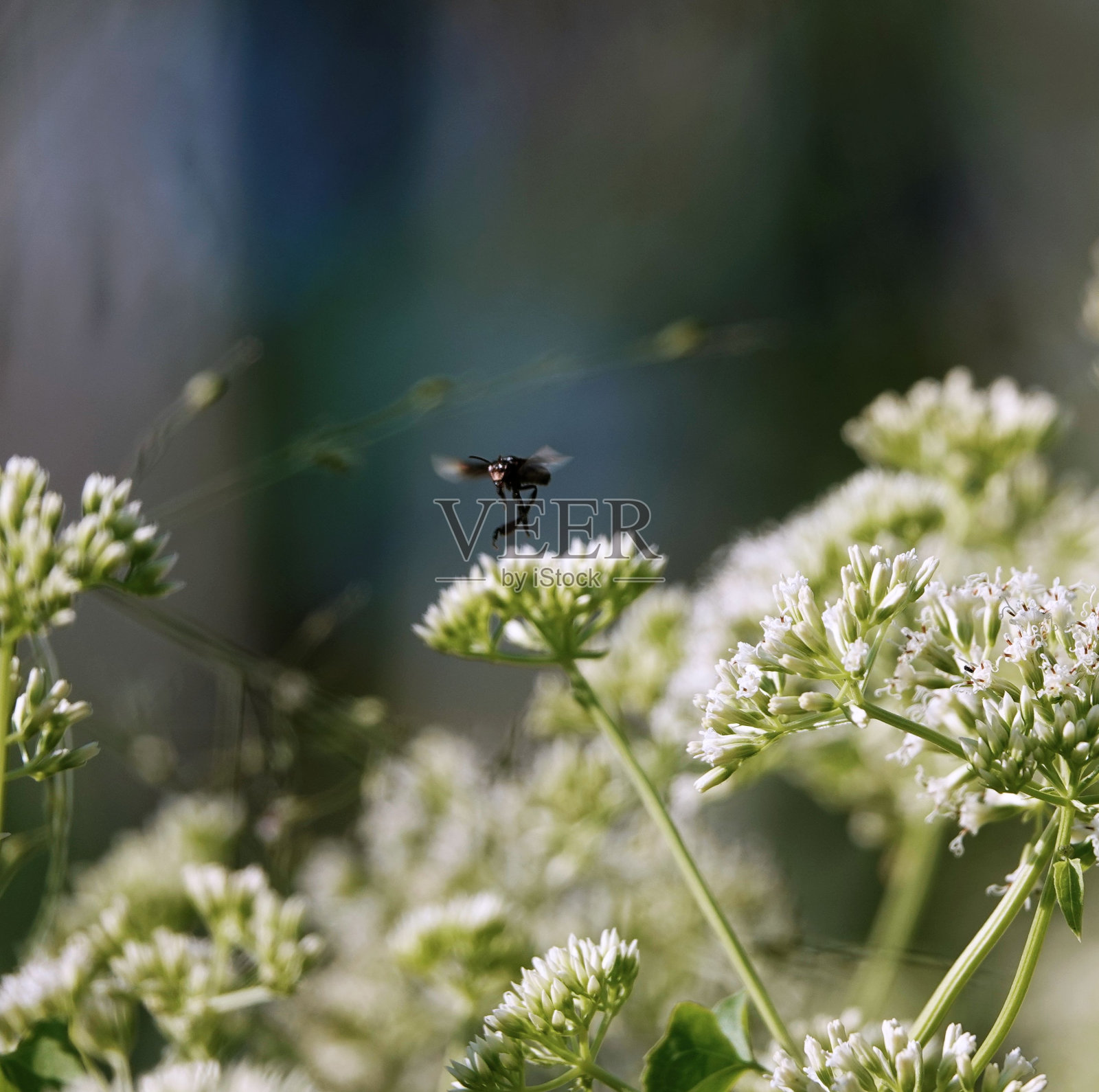 一只飞行中的大黄蜂的特写镜头，它在一片白花上盘旋照片摄影图片
