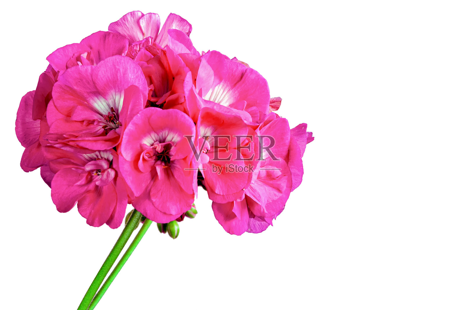 白色背景上的一朵天竺葵照片摄影图片