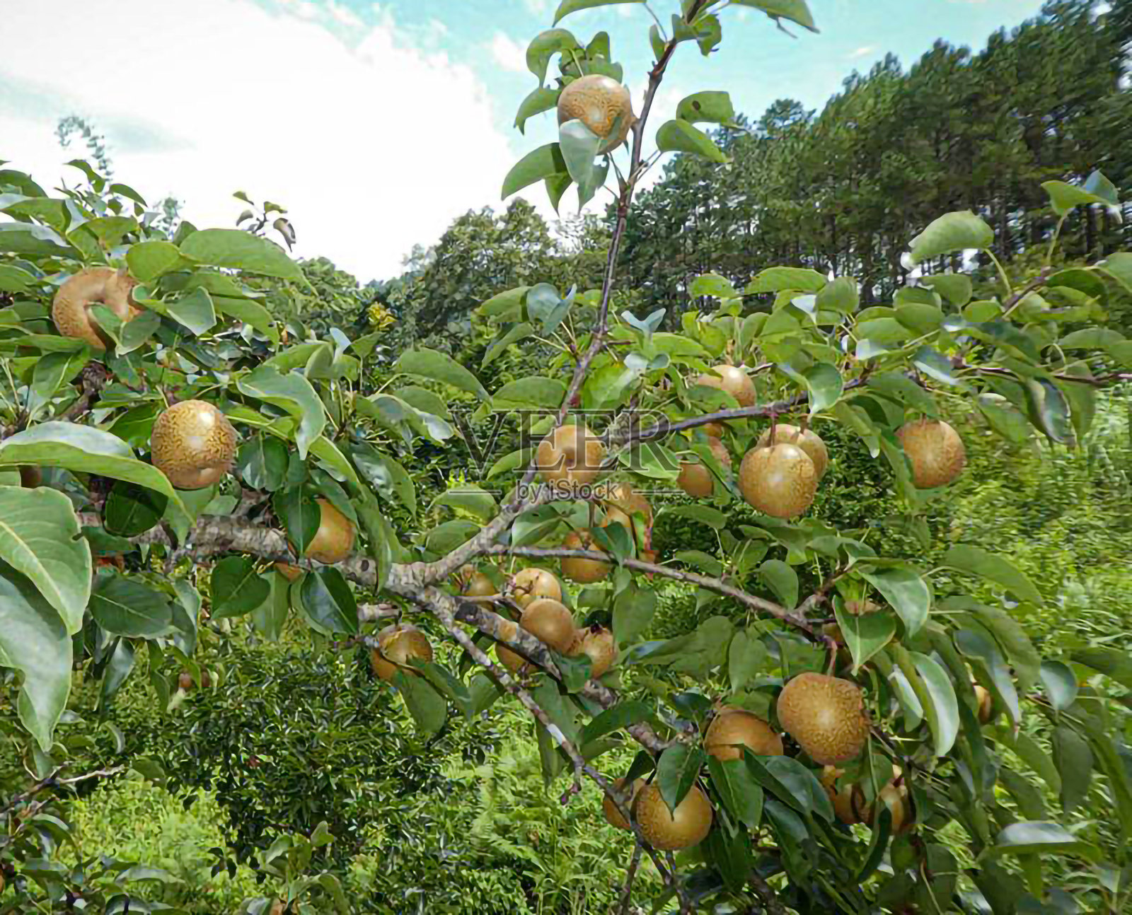 猕猴桃照片摄影图片