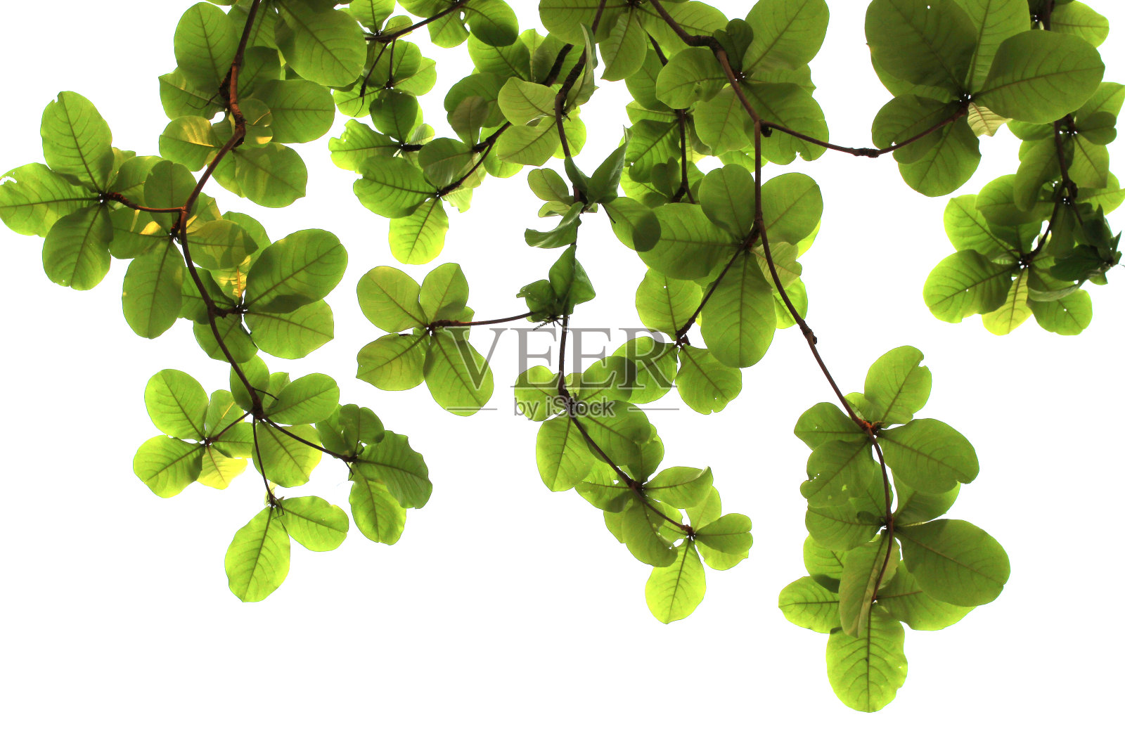 绿色的叶子或树枝孤立在白色的背景与剪辑路径。照片摄影图片