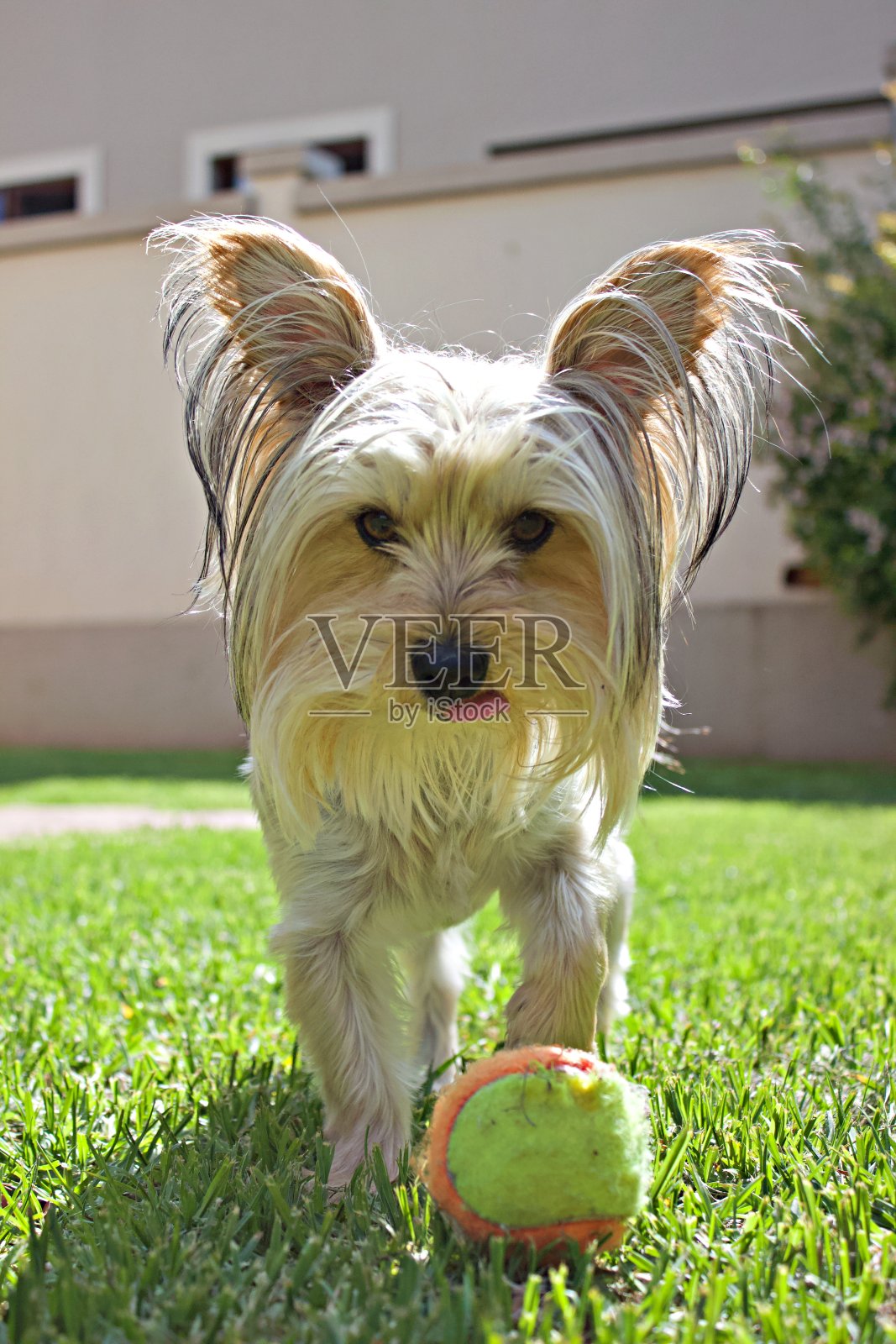 狗照片摄影图片