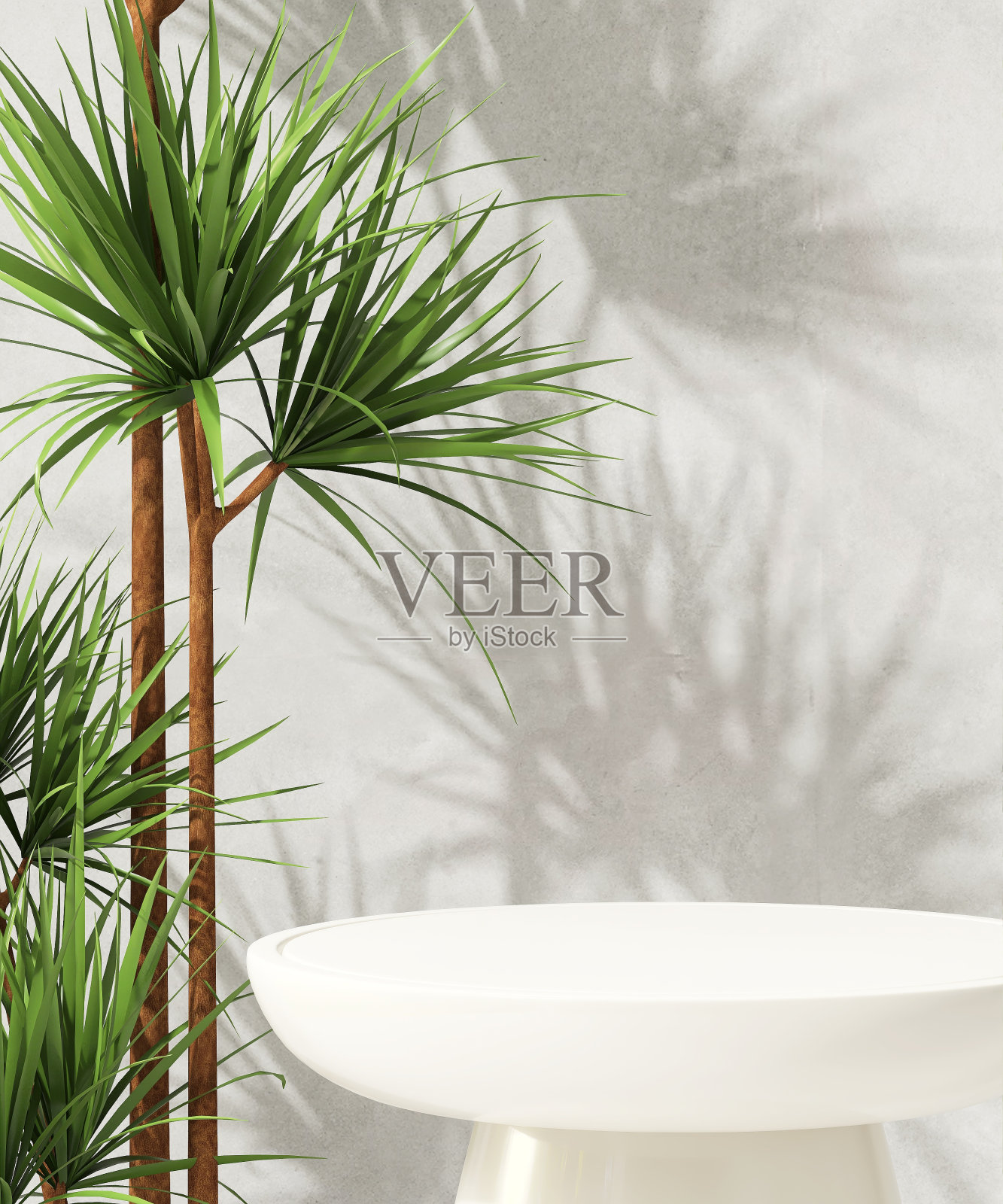 白色圆润的讲台，阳光下的热带龙血树，灰色的抛光水泥墙照片摄影图片