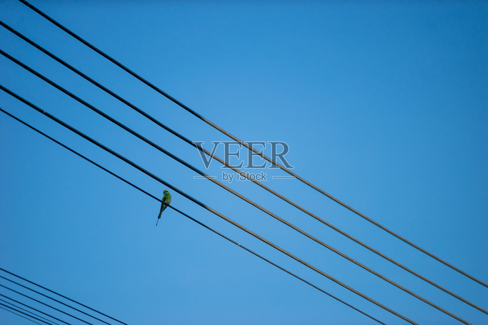 这只鸟的轮廓轮廓分明，羽毛被微风吹动，它的姿势散发出一种宁静和自由的感觉。照片摄影图片