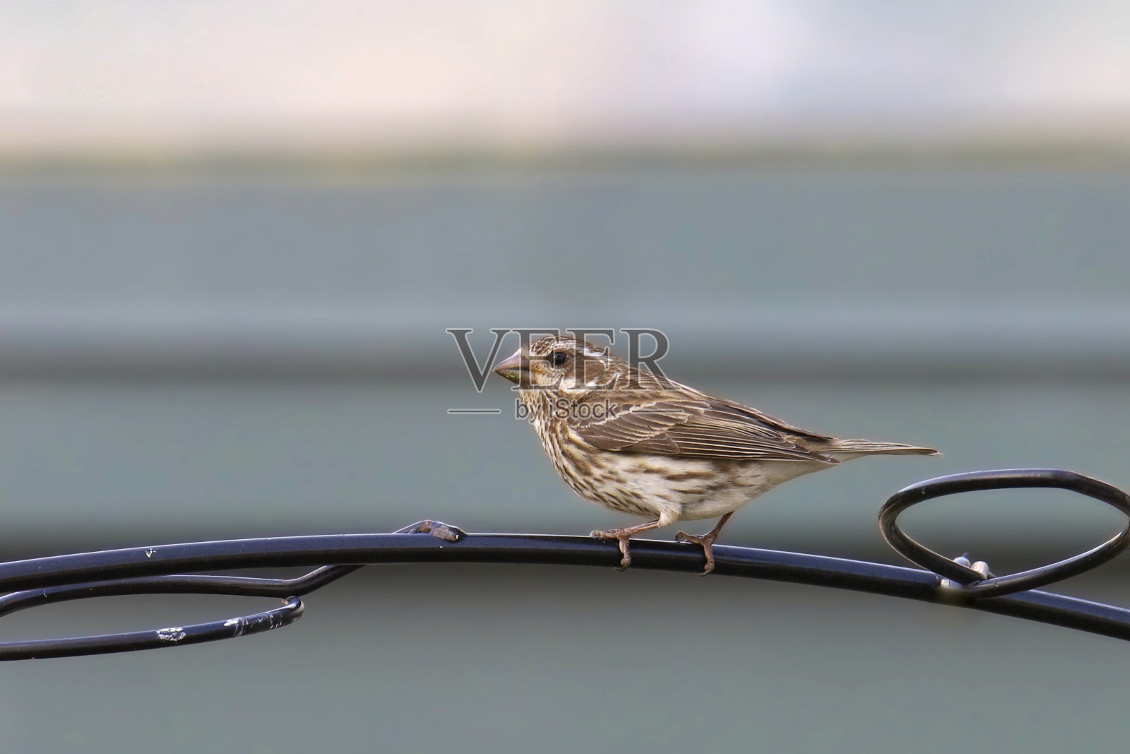 栖息在喂食杆上的紫翅雀(雌性)照片摄影图片